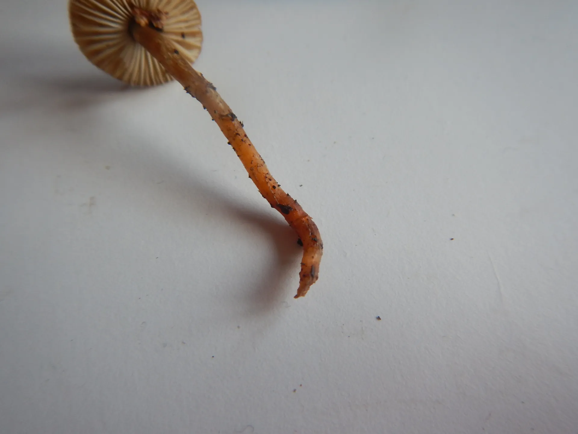 Lepiota griseovirens, 25-12-05 (3)
